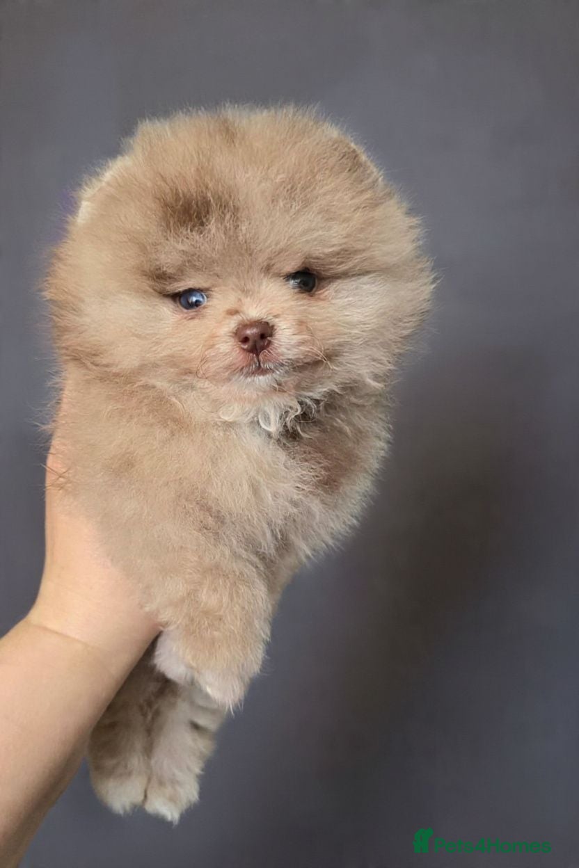 Pomeranian dogs Merle chocolate blue beaver blue eye puppies - Advert 17