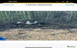 Ducks poultry for sale: Trio of Muscovy  - Image 4