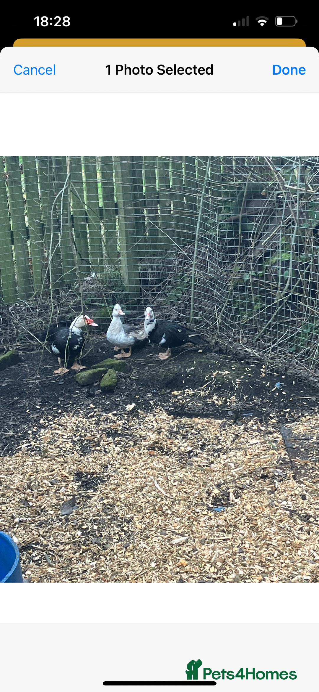 Ducks poultry for sale: Trio of Muscovy  - Image 4