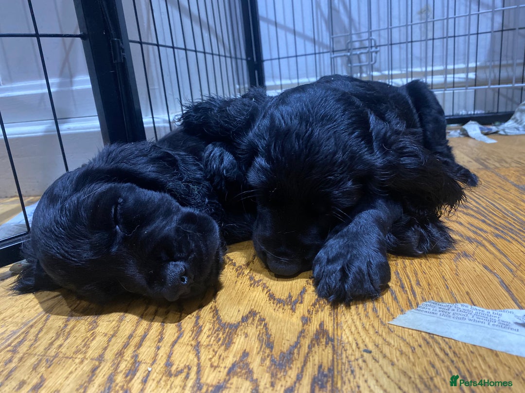 Cocker Spaniel dogs for sale: Superb Quality Royal KC Cocker Spaniel Puppies - Advert 21