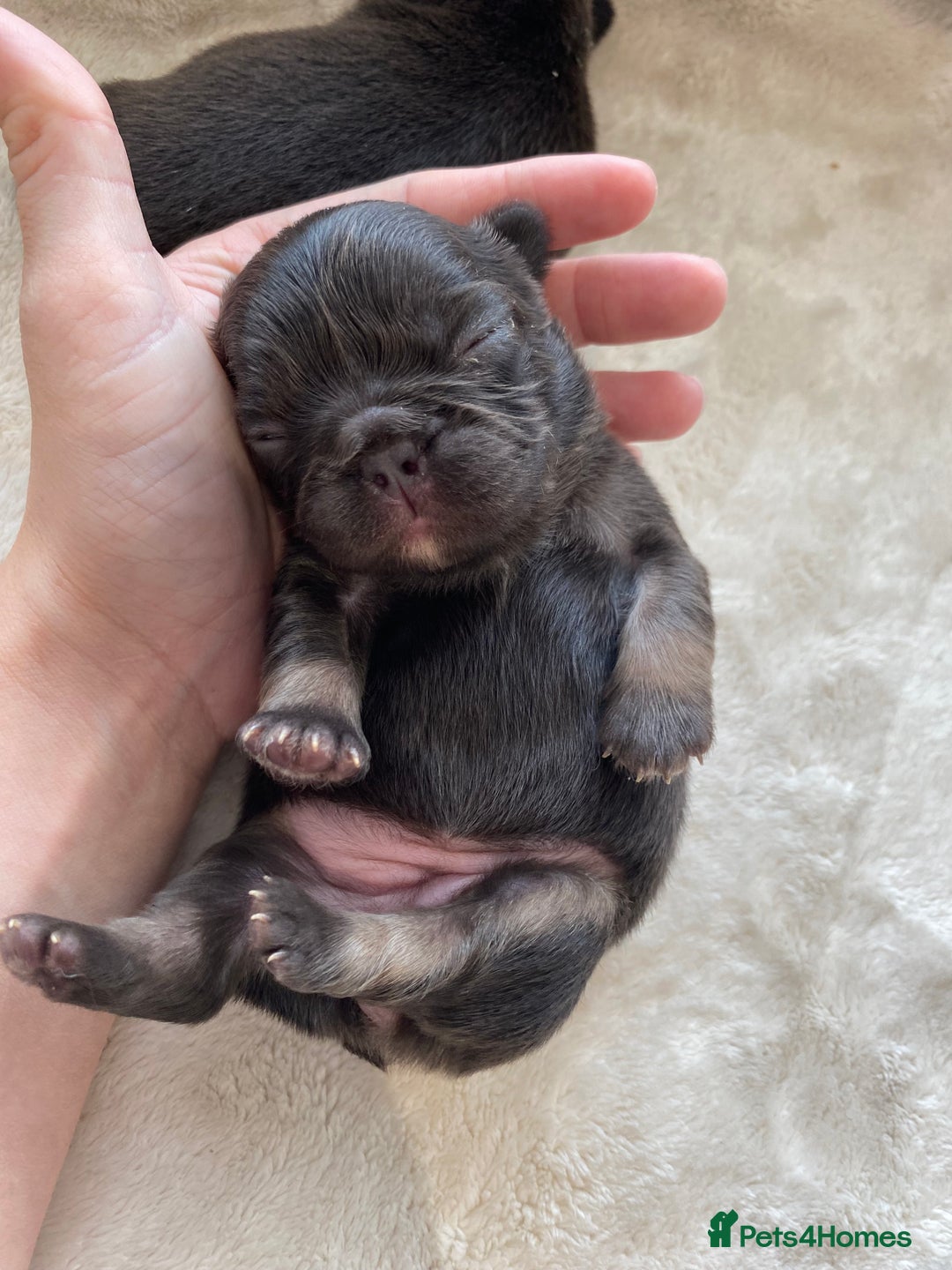 French Bulldog dogs for sale: Beautiful litter off French bulldog puppies  - Image 11