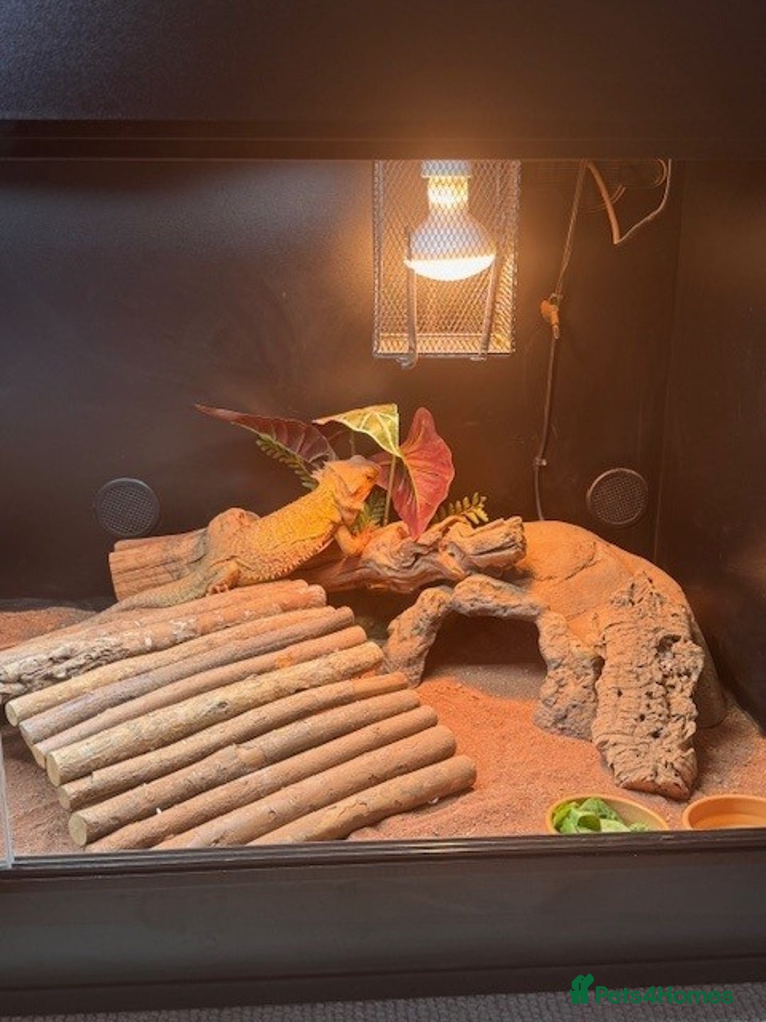 Bearded Dragon reptiles for sale: Bearded Dragon + Large Vivarium & Full Setup - Image 5