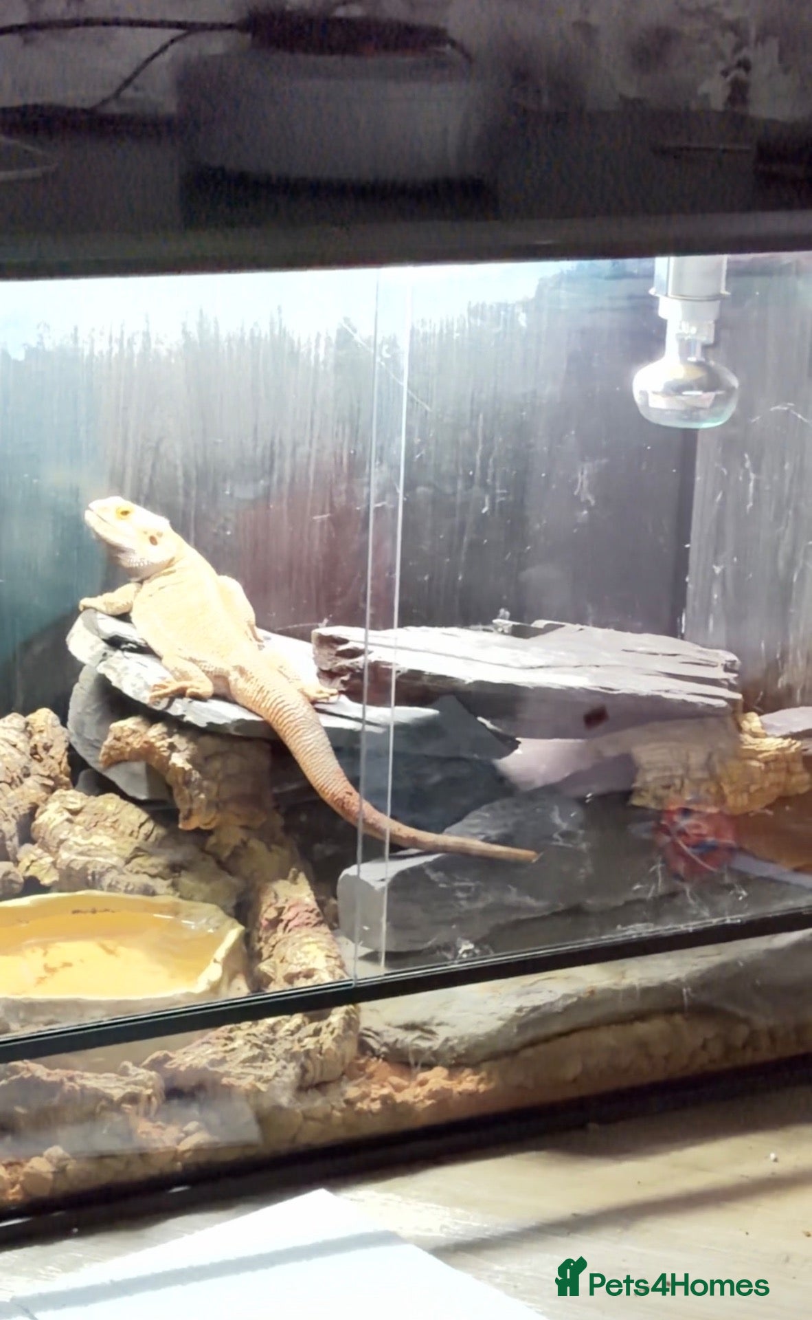 Bearded Dragon reptiles Bearded dragon with vivarium and full setup  - Advert 2