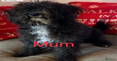 Mixed Breed dogs - Advert 7