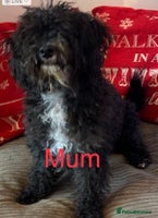 Mixed Breed dogs - Advert 7