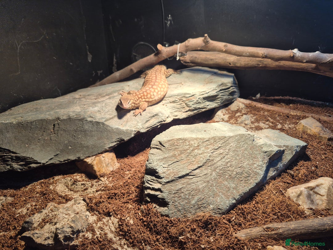 Monitor reptiles for sale: Ackie monitor( 3 years old) with setup - Advert 4