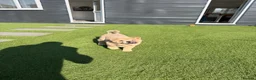 Chow Chow dogs for sale: Female fawn smooth coat chow chow  - Advert 8