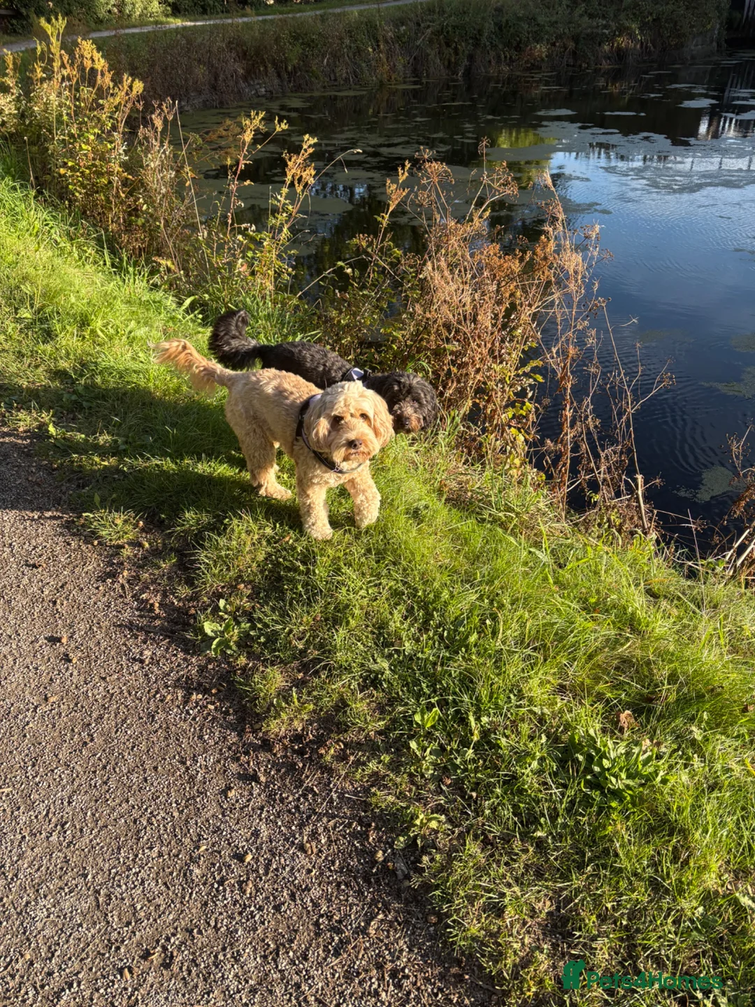 Cockapoo dogs for sale: Cockapoo, apricot, 6yrs - Advert 4