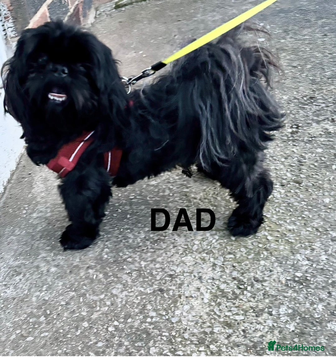 Shih Tzu dogs for sale: 💖 Imperial Shih Tzu Puppies 2 boys and 2 girls - Advert 21