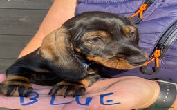 Miniature Dachshund dogs for sale: Quality Dachshund puppies - Image 12