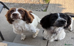 English Springer Spaniel dogs for sale: 🐾 Pedigree English Springer Spaniel Puppies 🐾 - Image 6