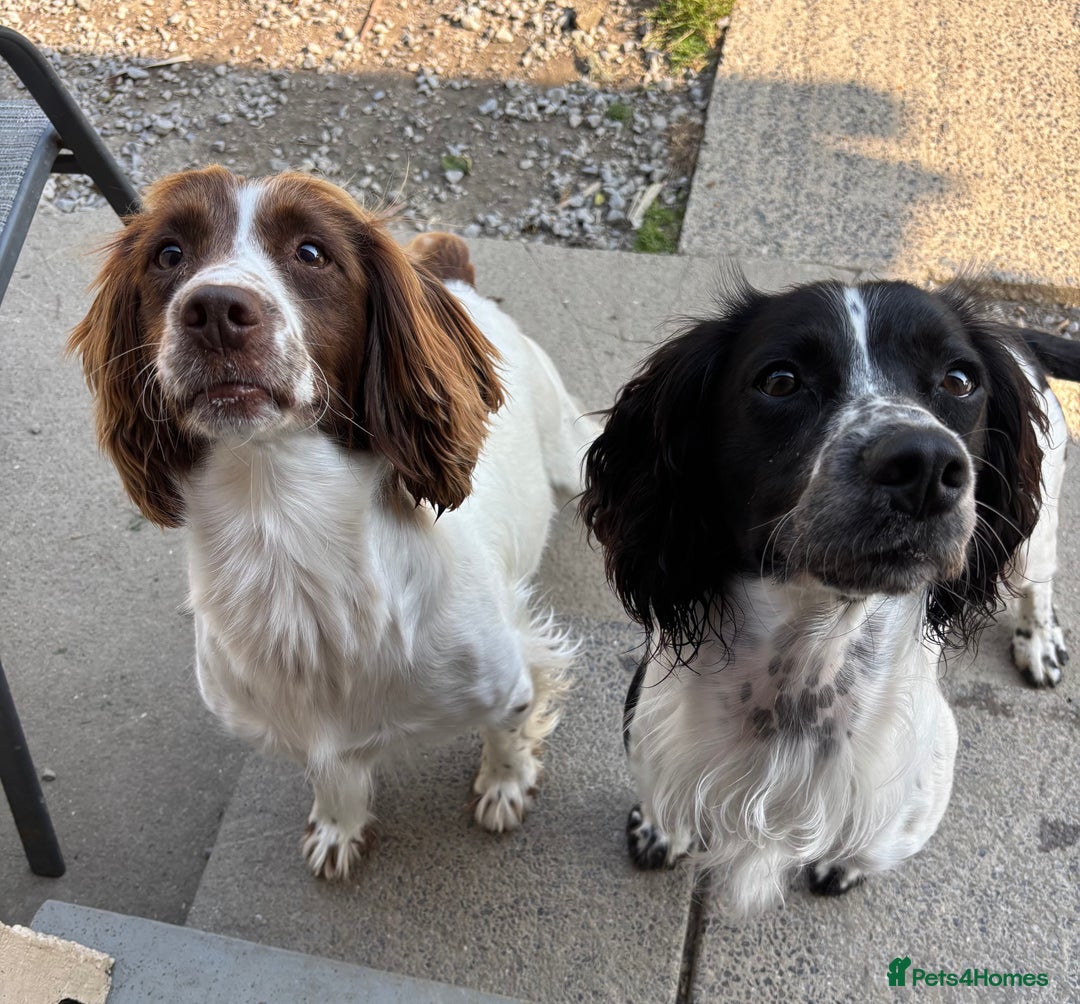 English Springer Spaniel dogs for sale: 🐾 Pedigree English Springer Spaniel Puppies 🐾 - Image 6