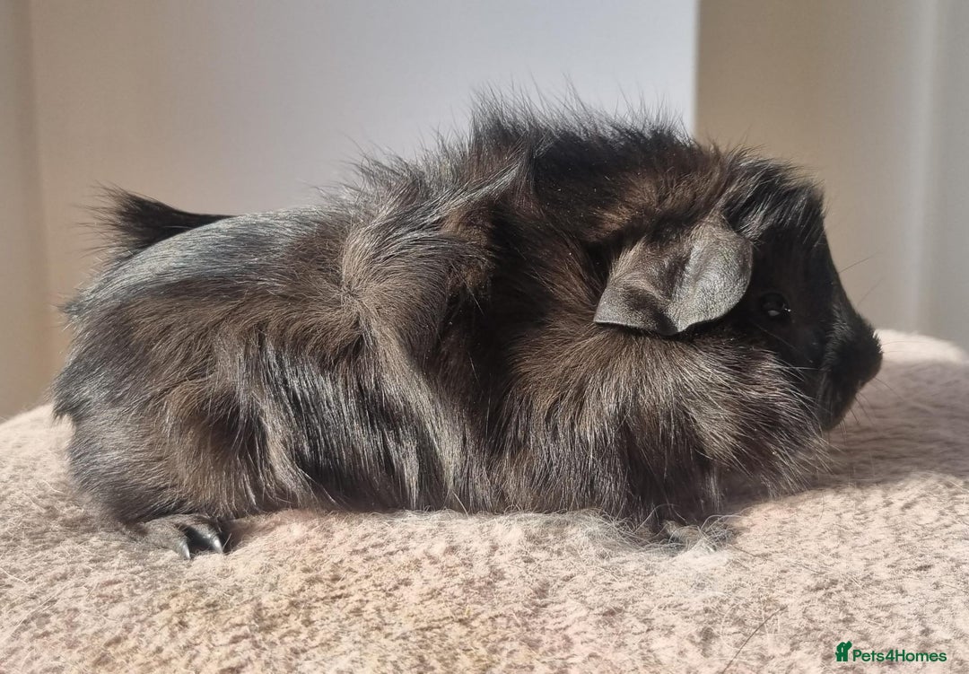 Guinea Pig rodents for sale: beautiful pair of friendly boys - Advert 8