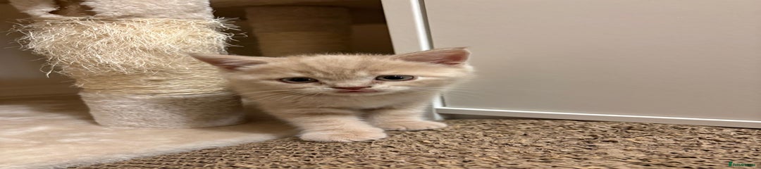 British Shorthair Kitten 1