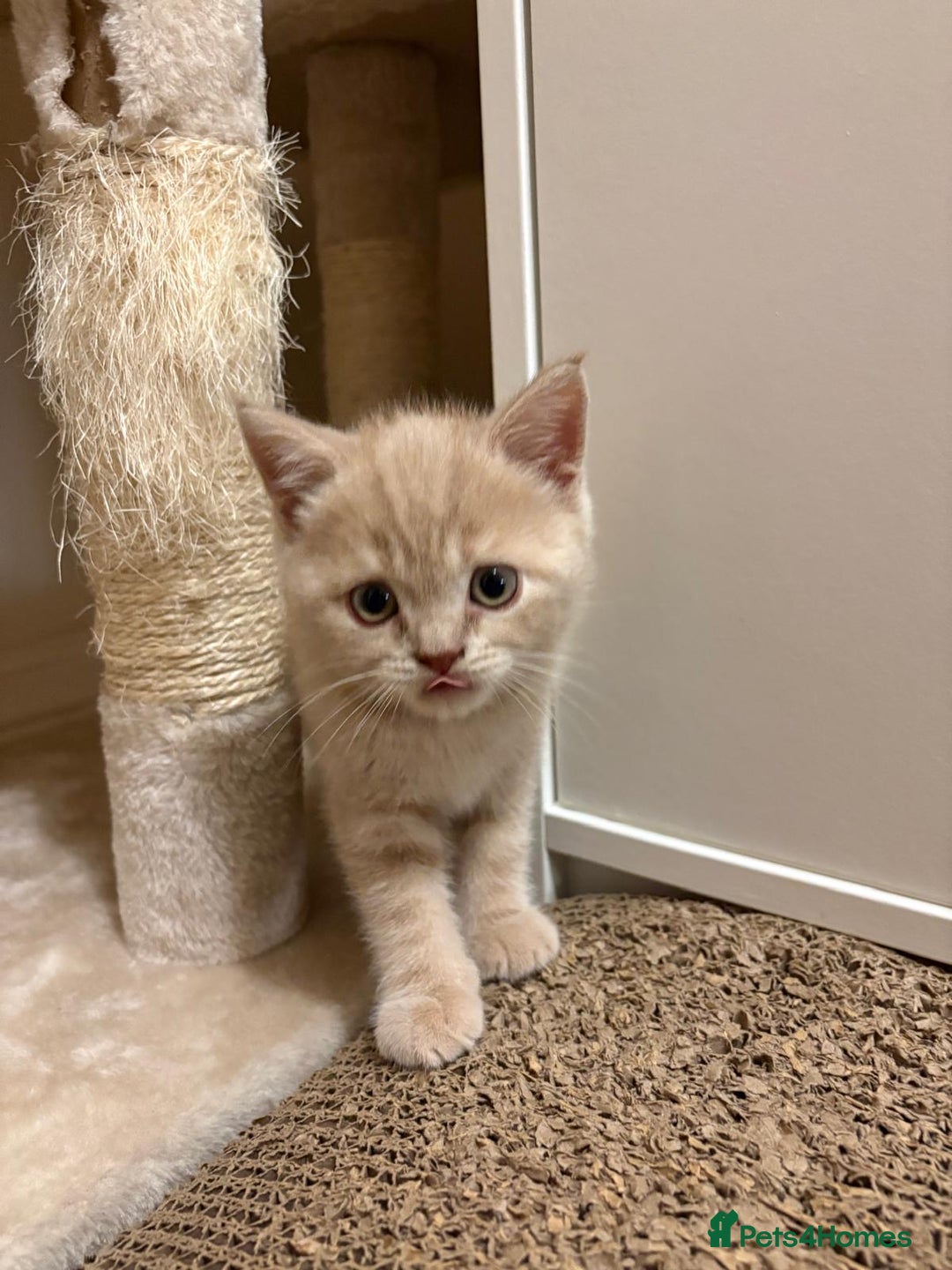 British Shorthair cats for sale: British Shorthair Kittens for Sale - Advert 4