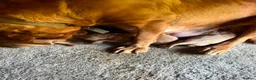 Labrador Retriever dogs for sale: Labrador  - Advert 2