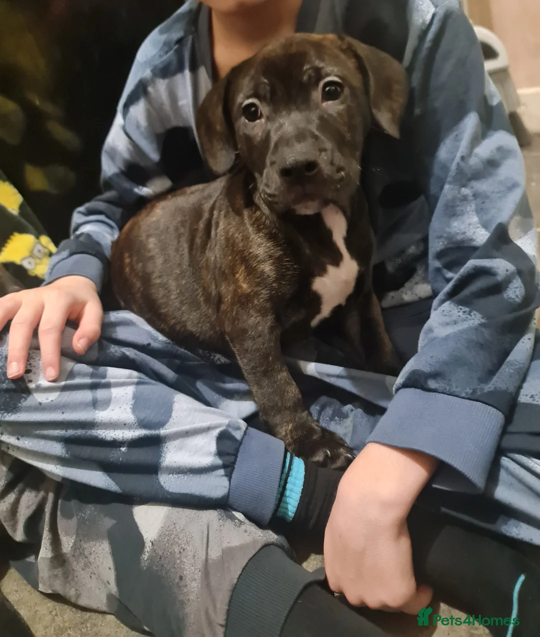 Staffordshire Bull Terrier dogs for sale: Classical staffy male pups - Advert 8
