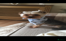 Morkie dogs for sale: Morkie teeny tiny mini pups  - Image 5