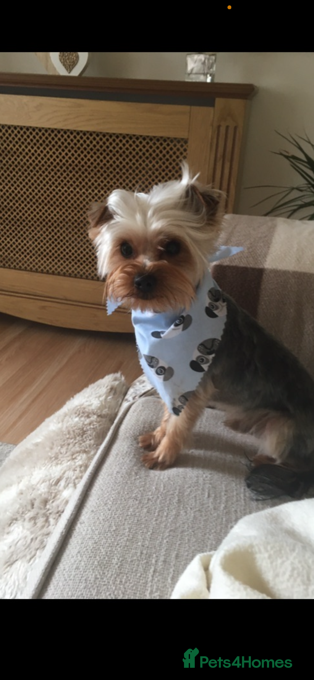 Morkie dogs for sale: Morkie teeny tiny mini pups  - Image 5