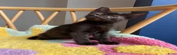 Mixed Breed cats for sale: Stunning cuddly kittens for forever homes - Advert 4