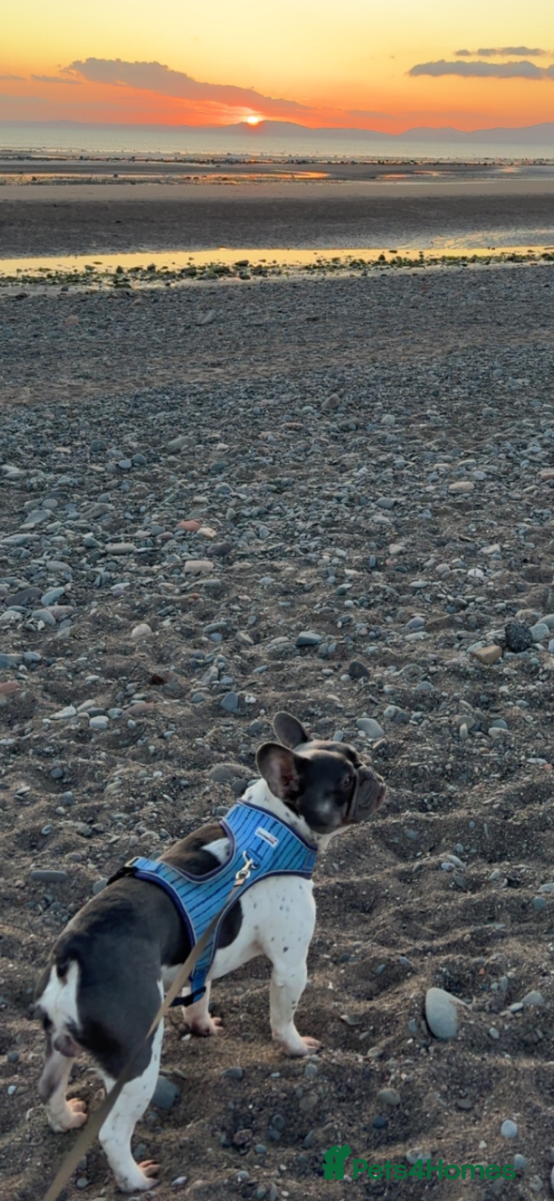 French Bulldog dogs for sale: 4 year old male frenchie needing rehomed - Image 1