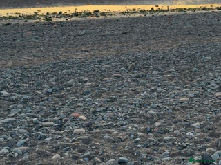 French Bulldog dogs 4 year old male frenchie needing rehomed - Advert 11