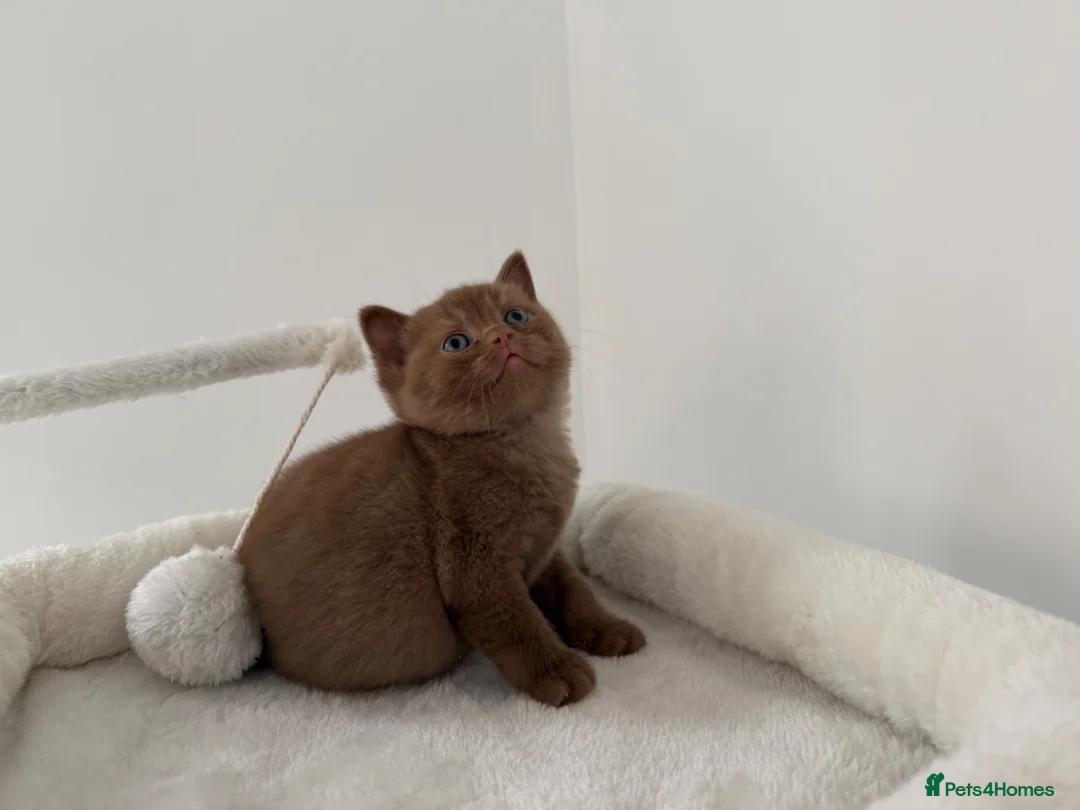 British Shorthair cats for sale: Champion Bloodline British Shorthair Kittens - Advert 2