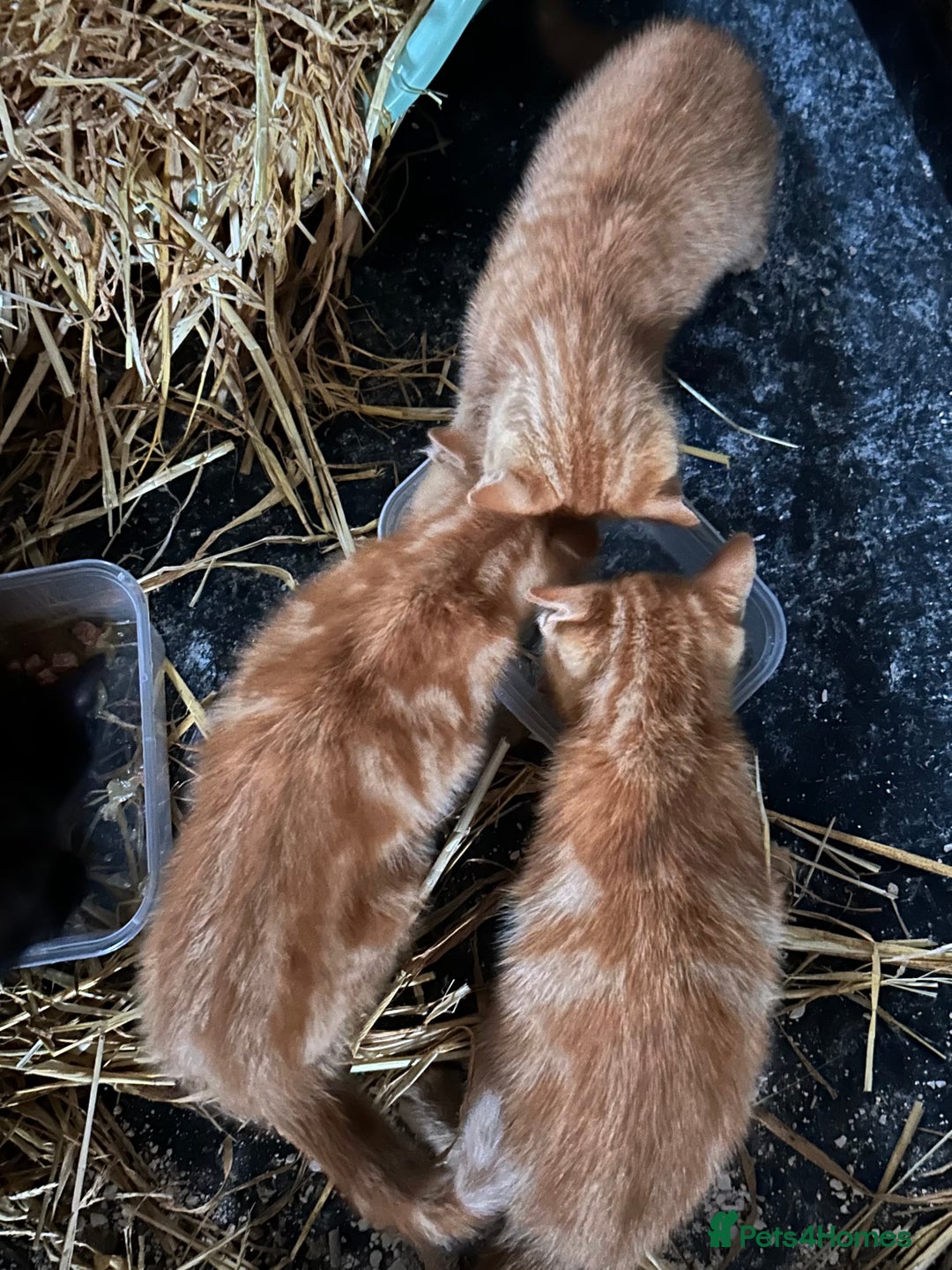Mixed Breed cats for sale: Mixed litter kittens  - Image 5