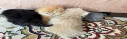Persian cats for sale: Pedigree Persian Kittens- Rare & Beautiful Colours - Advert 1
