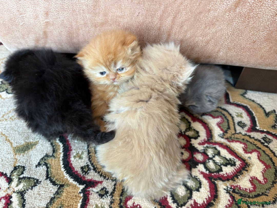 Persian cats for sale: Pedigree Persian Kittens- Rare & Beautiful Colours - Advert 1