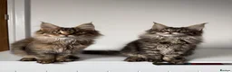 Maine Coon cats for sale: XL Russian Cubs 💚 - Advert 8