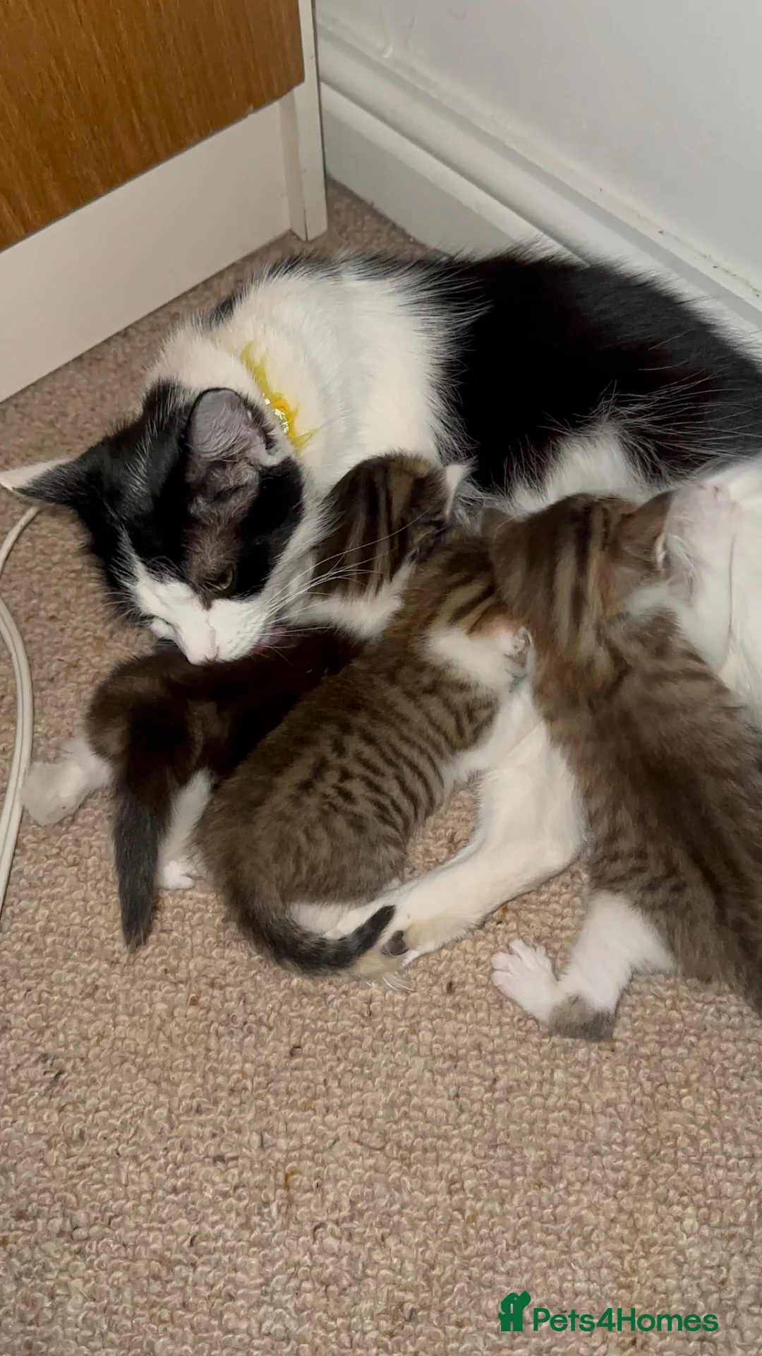 Mixed Breed cats for sale: Adorable Kittens Looking for Their Forever Homes  - Advert 1