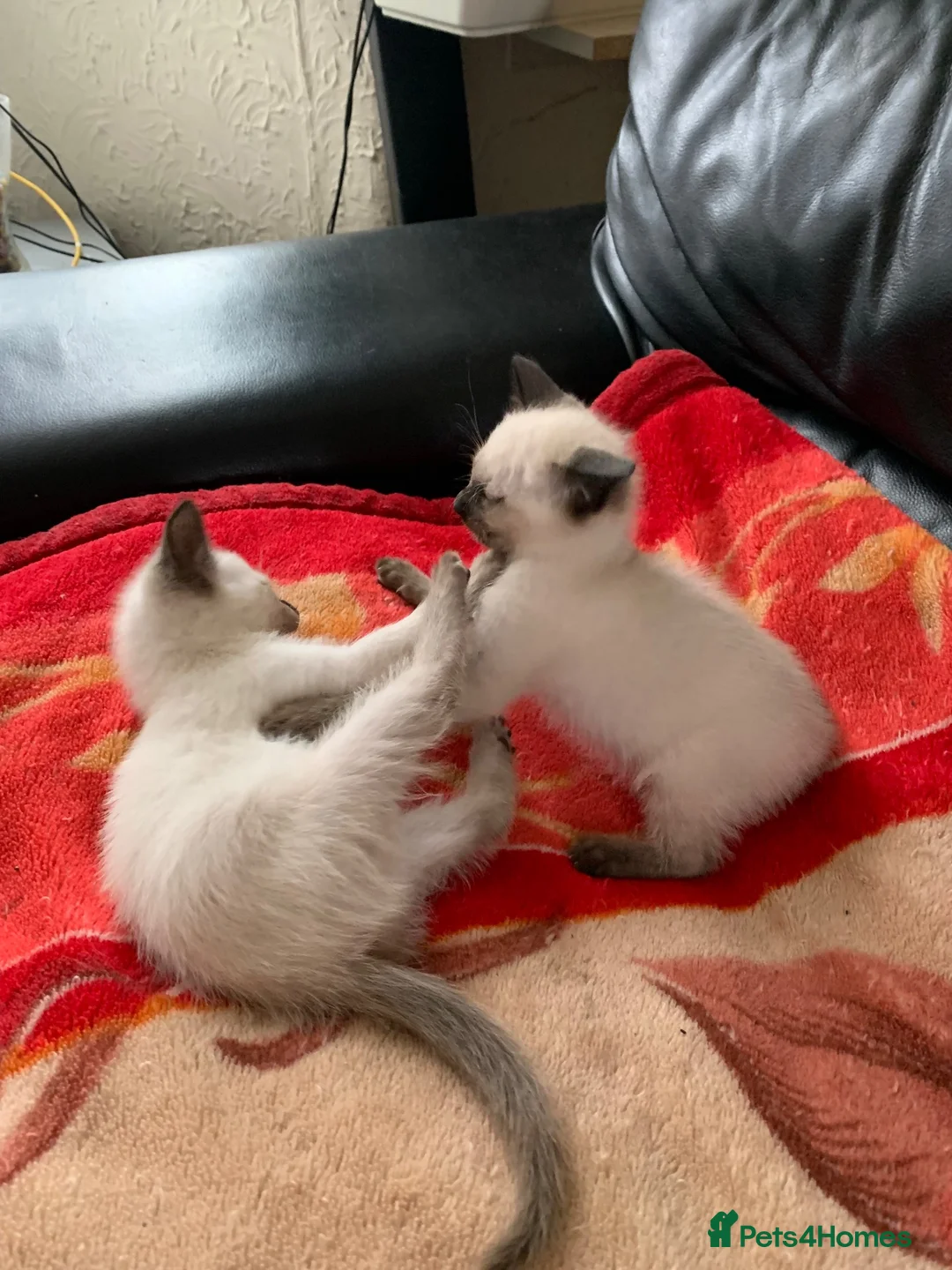 Siamese cats for sale: Siamese kittens - Advert 2