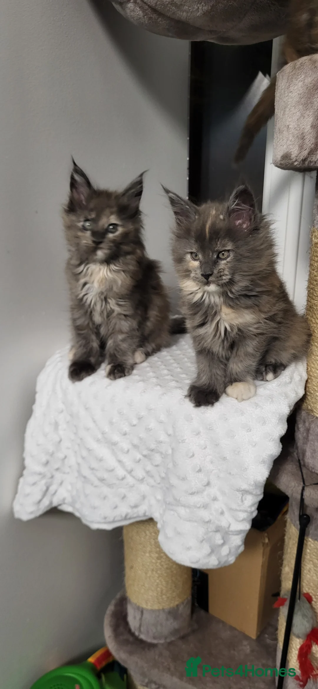 Maine Coon cats for sale: GCCF - Maine Coon Kittens - Advert 5