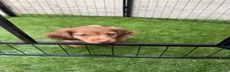 Miniature Dachshund dogs for sale: Re homing our 10 week old chocolate dapple male - Advert 13