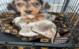 Miniature Dachshund dogs for sale: Miniature dachshund  - Image 6
