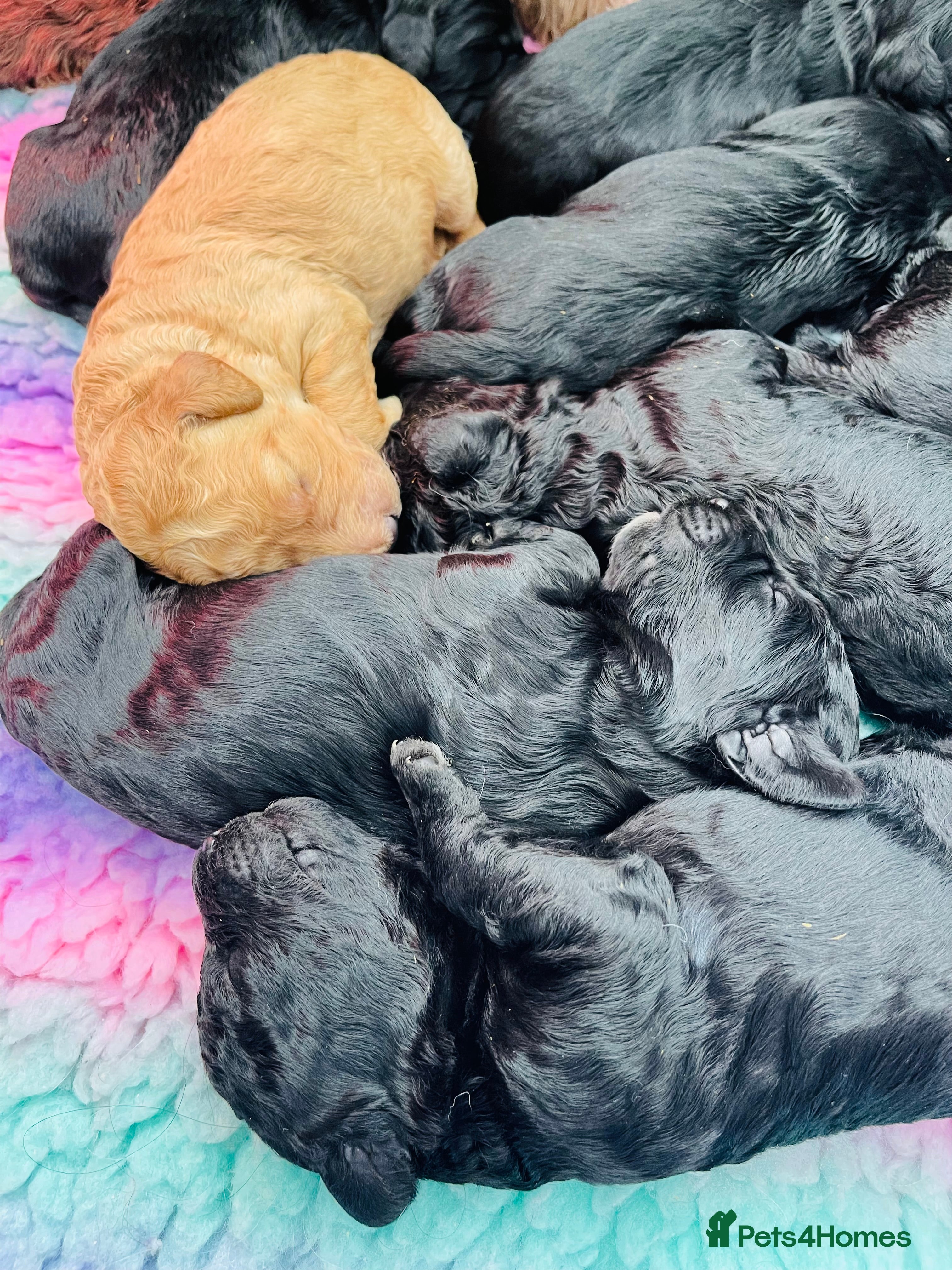 Labradoodle dogs ⭐️Miniature Multigen Labradoodle Puppies⭐️ - Advert 1