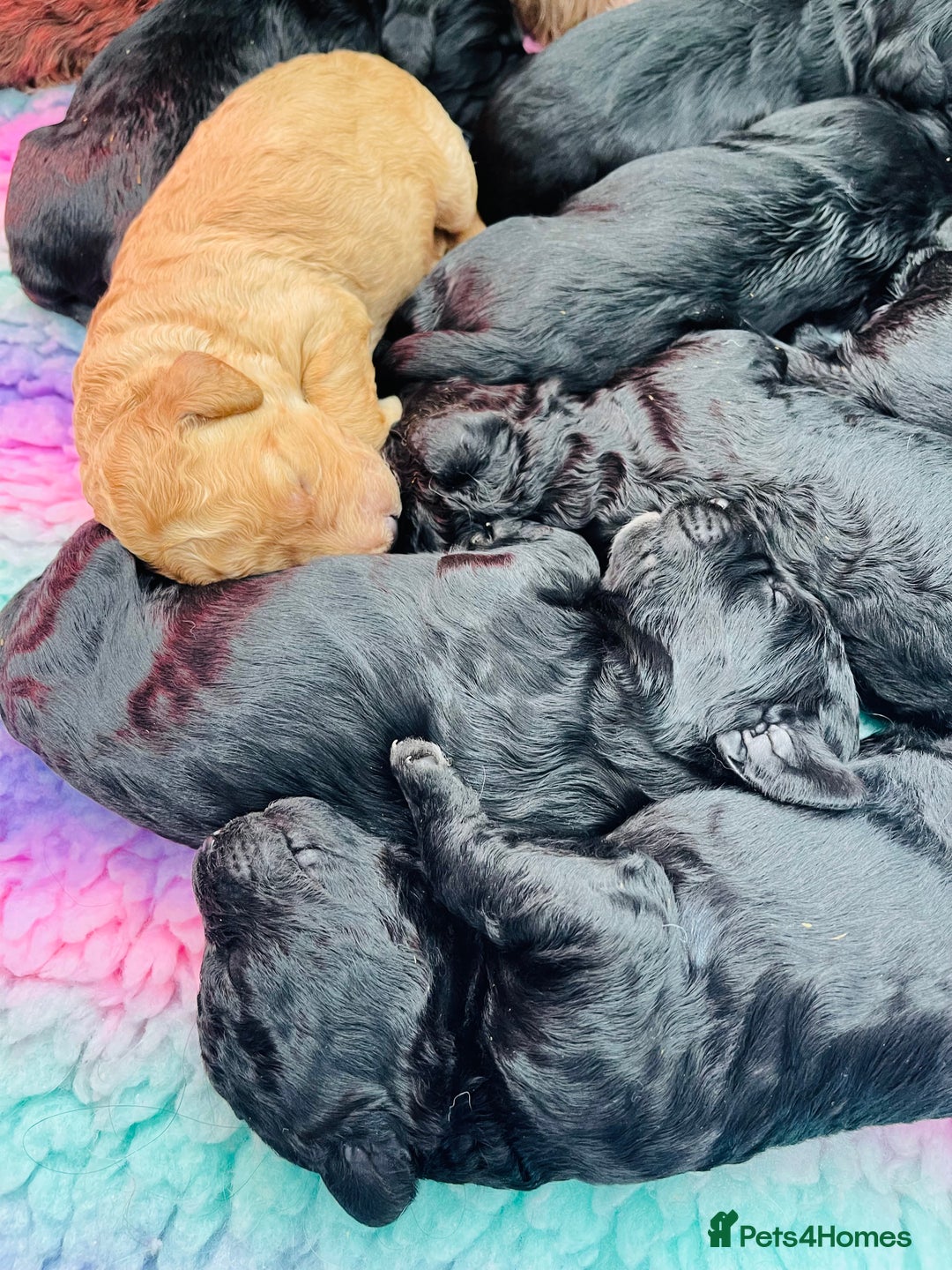 Labradoodle dogs for sale: ⭐️Miniature Multigen Labradoodle Puppies⭐️ - Advert 12