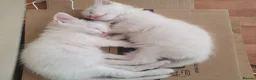 Turkish Angora cats for sale: 2 male turkish angora white kittens left - Advert 3