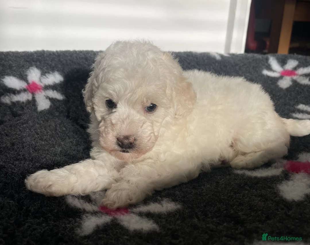 Miniature Poodle dogs for sale: Gorgeous Miniature Poodle puppies - Advert 9