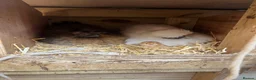Chickens poultry for sale: Chicks and chickens available  in Stoke-on-Trent - Advert 4