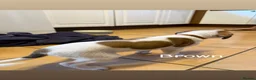 Saluki dogs for sale: Saluki greyhound puppies- Boys in Dover - Advert 21