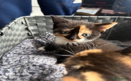 Mixed Breed cats for sale: Kittens  - Image 10