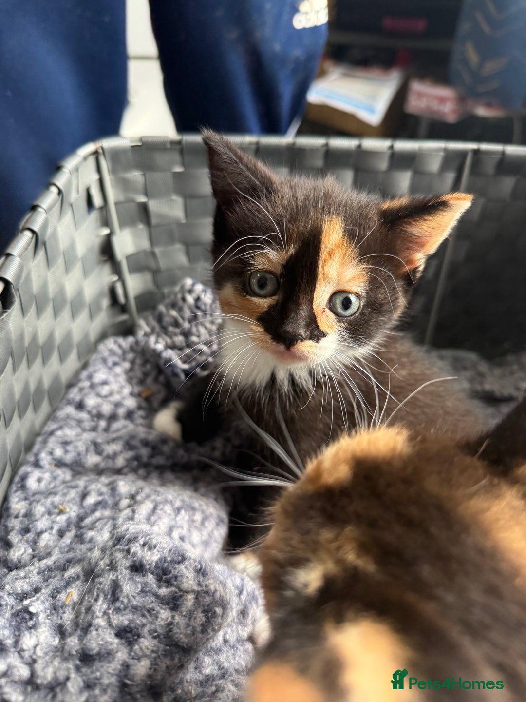 Mixed Breed cats for sale: Kittens  - Image 10