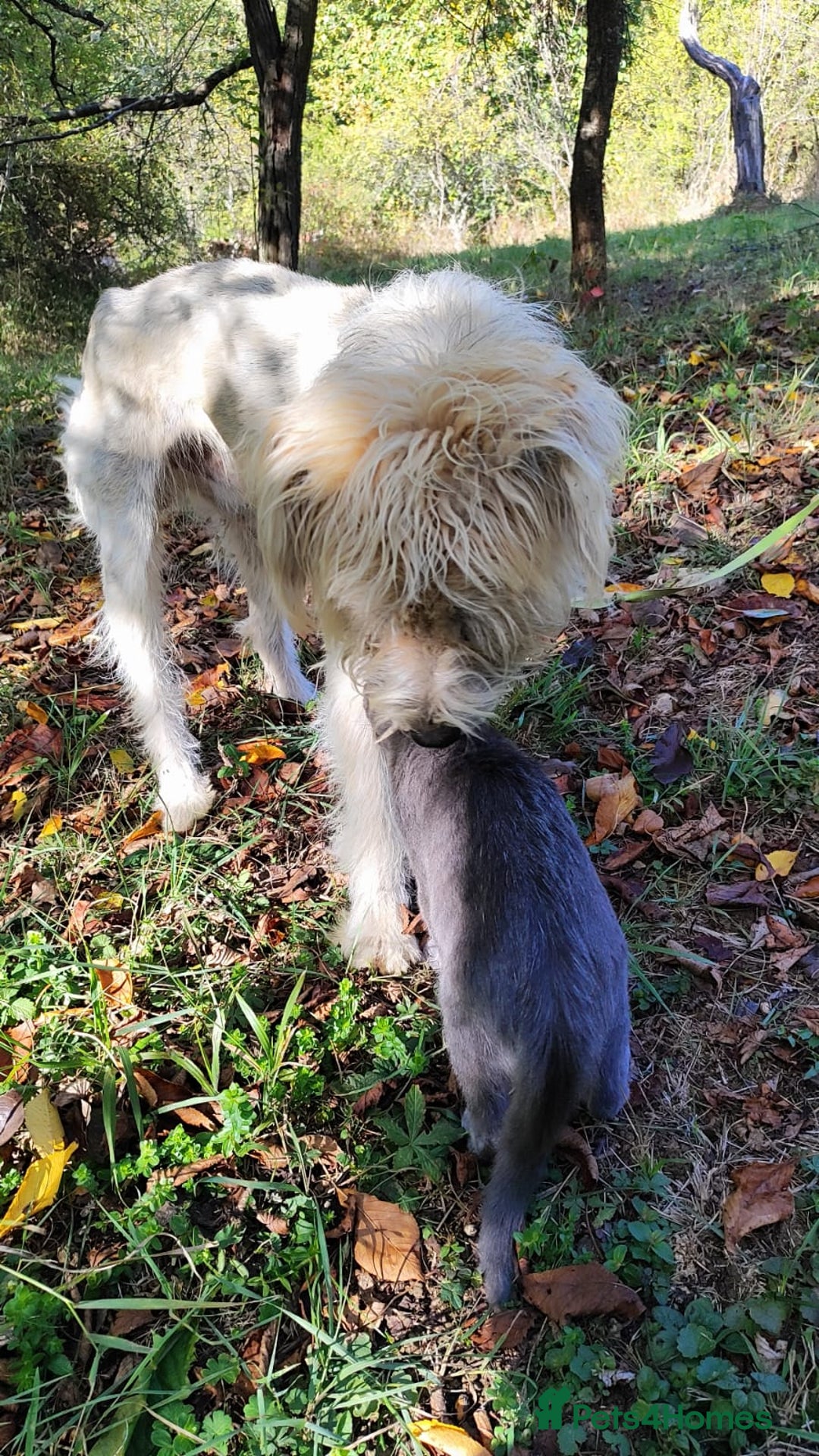 Mixed Breed dogs for adoption: Randolph, 2 - 3 yrs. Available for adoption. - Image 15