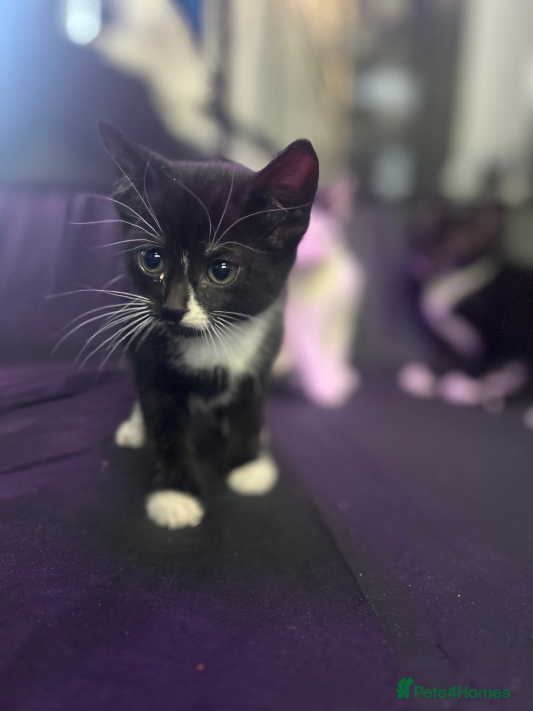 Mixed Breed cats for sale: 🐾 Kittens Ready for Their Forever Homes 🐾 - Image 7