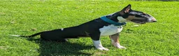 English Bull Terrier dogs for sale: Champion Bloodline English Bull Terrier Puppies - Advert 11