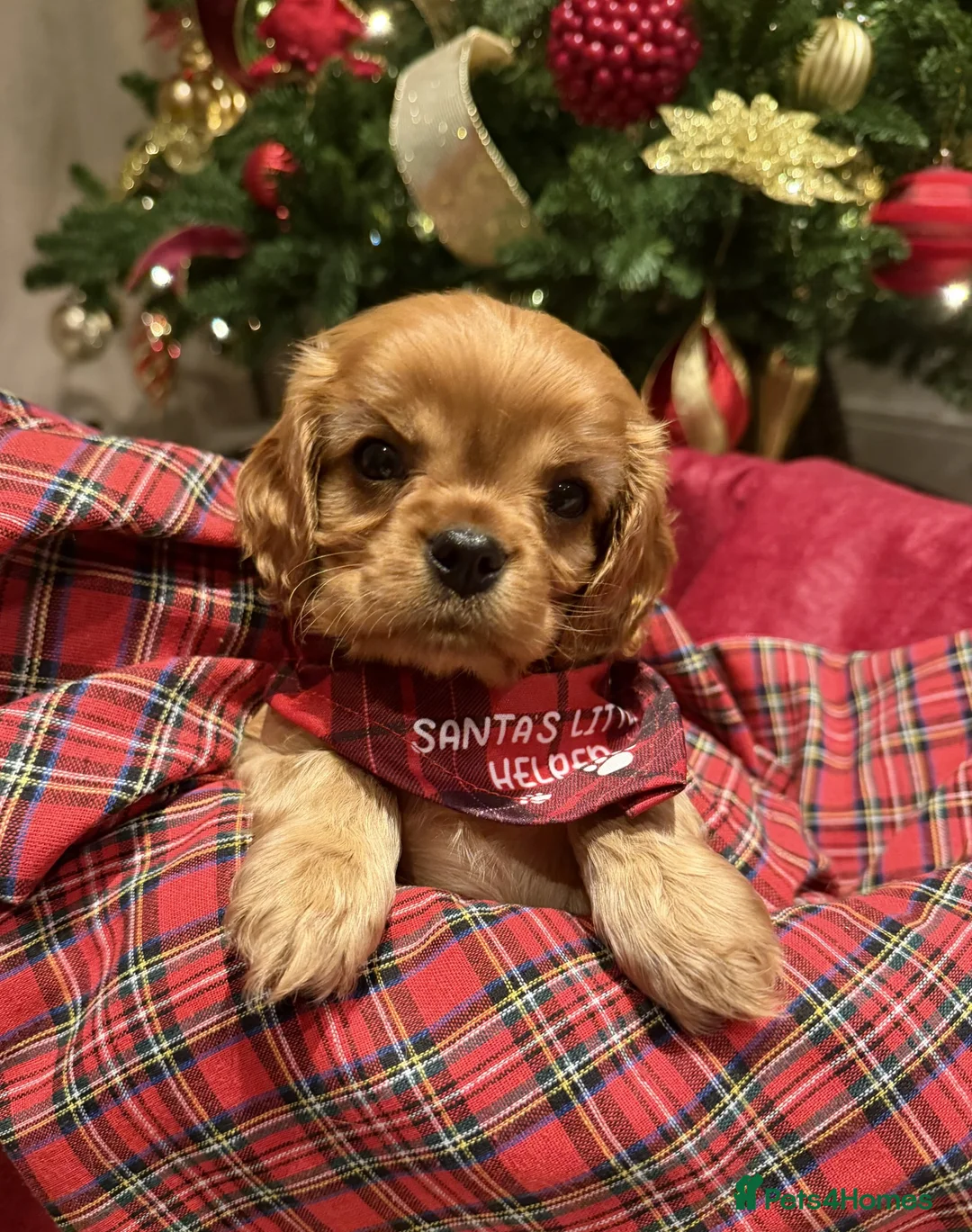 Cavalier King Charles Spaniel dogs for sale: CKCS Puppies Tested Bloodlines, KC Reg - Advert 3