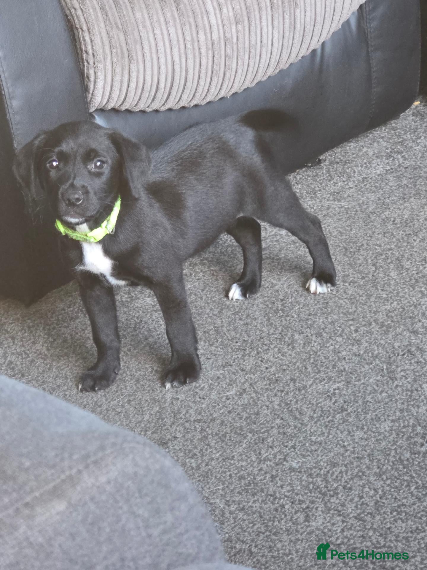 Mixed Breed dogs Gorgeous Staffador Puppies for Sale  - Advert 1