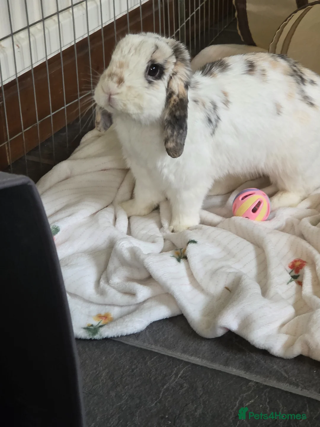 English Spot rabbits for sale: Neutred beautiful boy looking gor his forever home - Advert 34